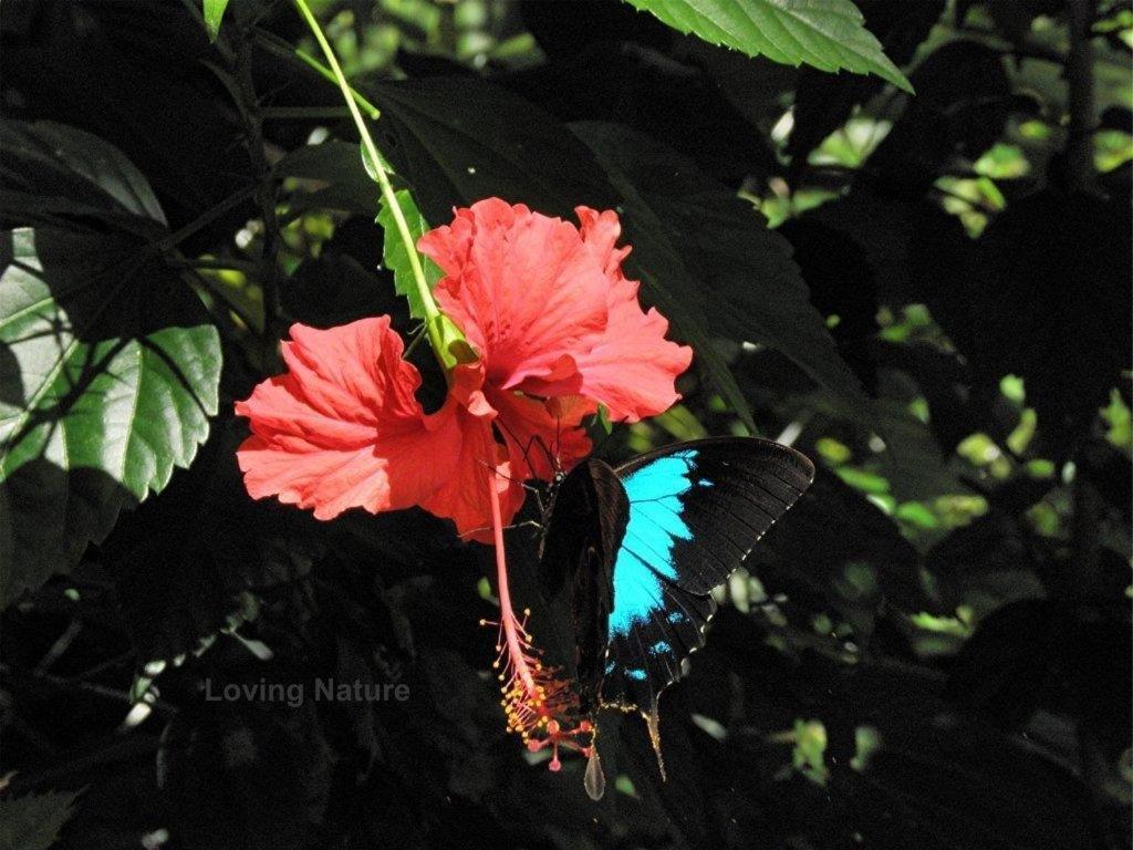 Wongaling Beach Hibiscus Lodge Bed & Breakfast المظهر الخارجي الصورة